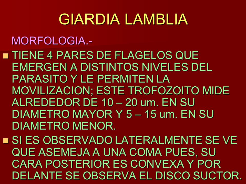 que significa giardia lamblia quistes